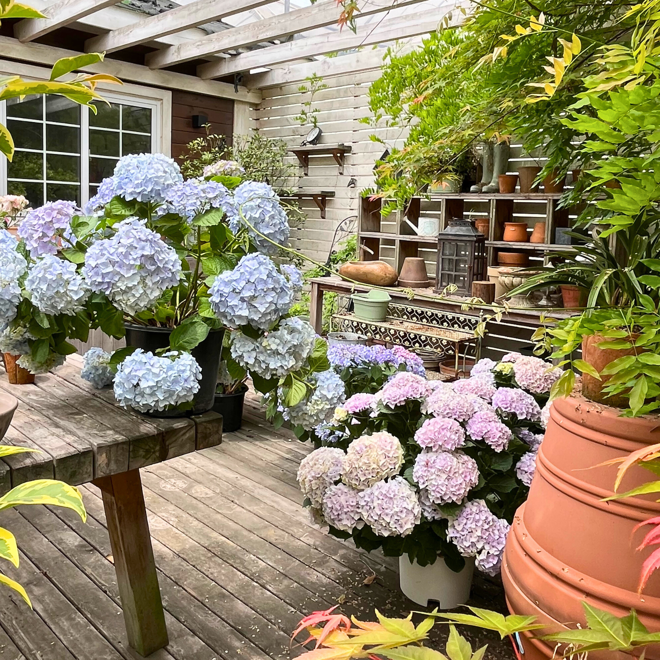 花香植物– Victory Nursery