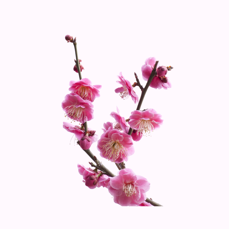 梅花– Victory Nursery