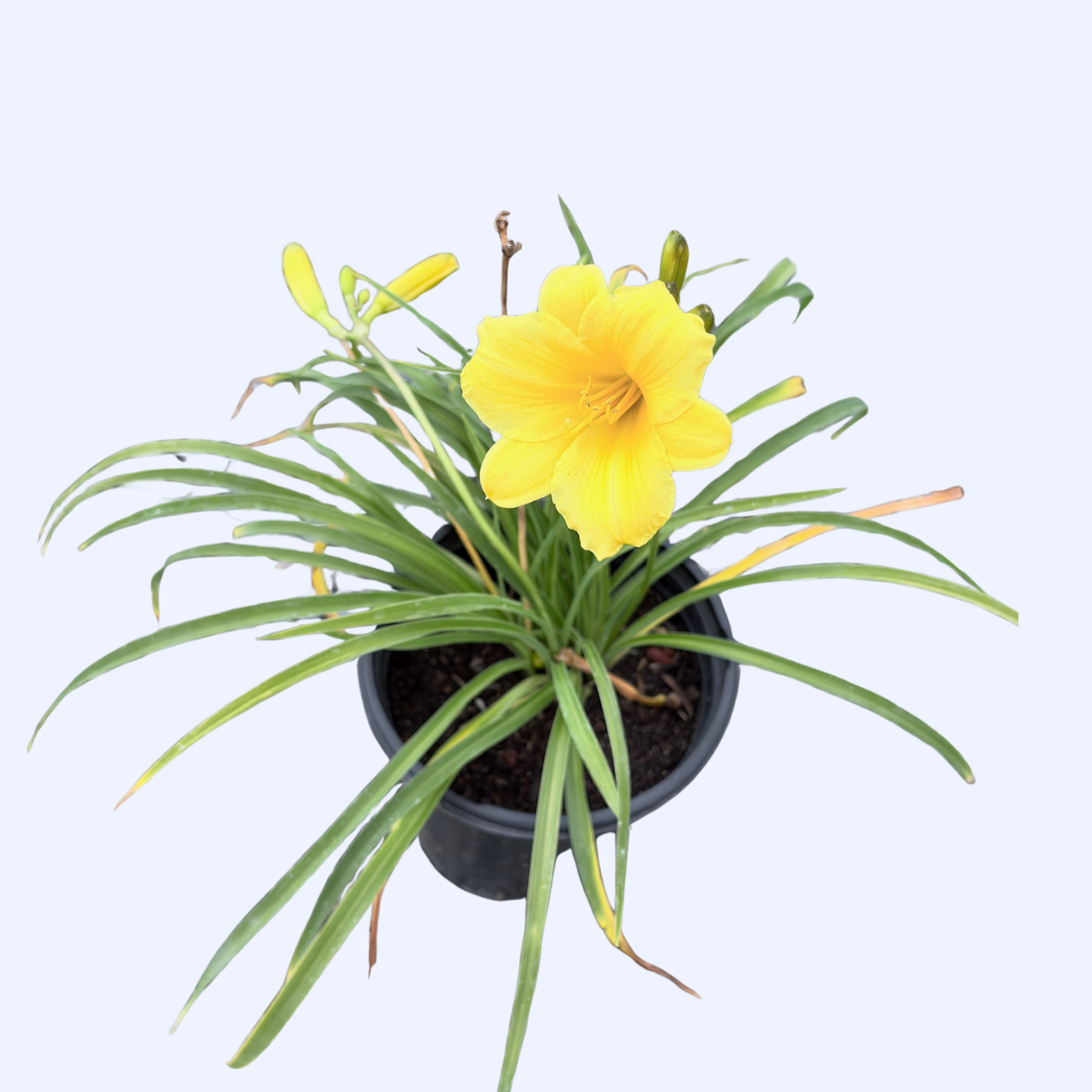萱草花– Victory Nursery