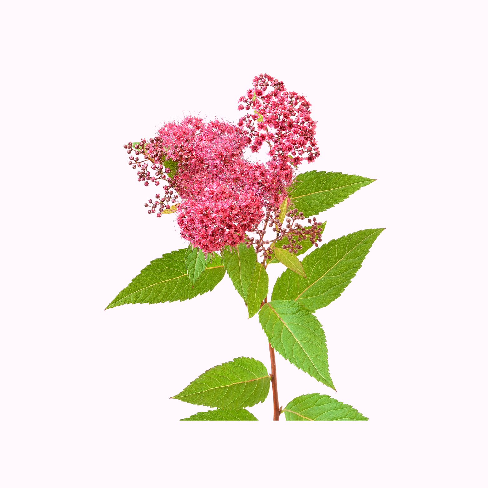 加州花园的绣线菊植物| 紧凑型开花灌木– Victory Nursery