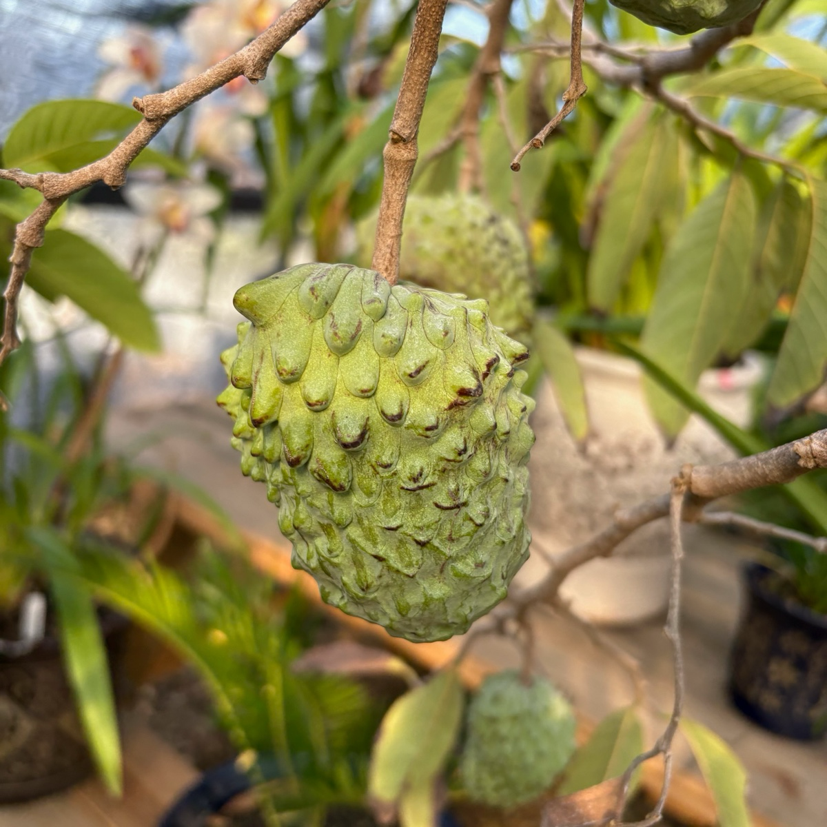 凤梨释迦| 果香浓郁| 果肉厚实| 庭院果树优选– Victory Nursery