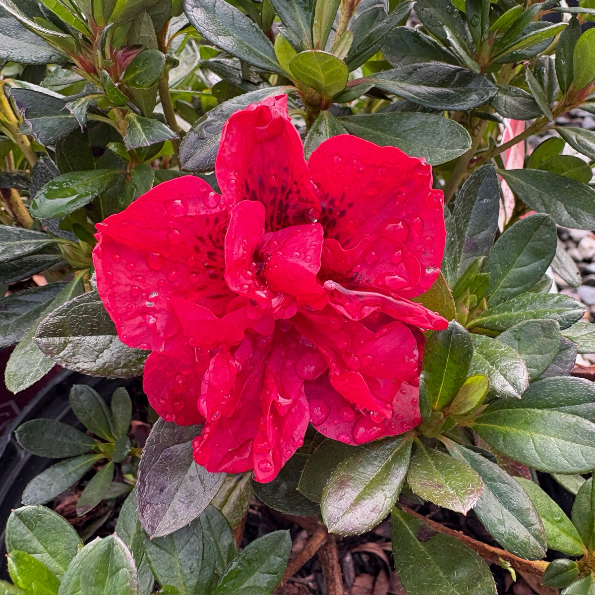 花卉 Azalea 'Christi Lyn' Azalea Christi Lyn from Saunders Brothers Inc