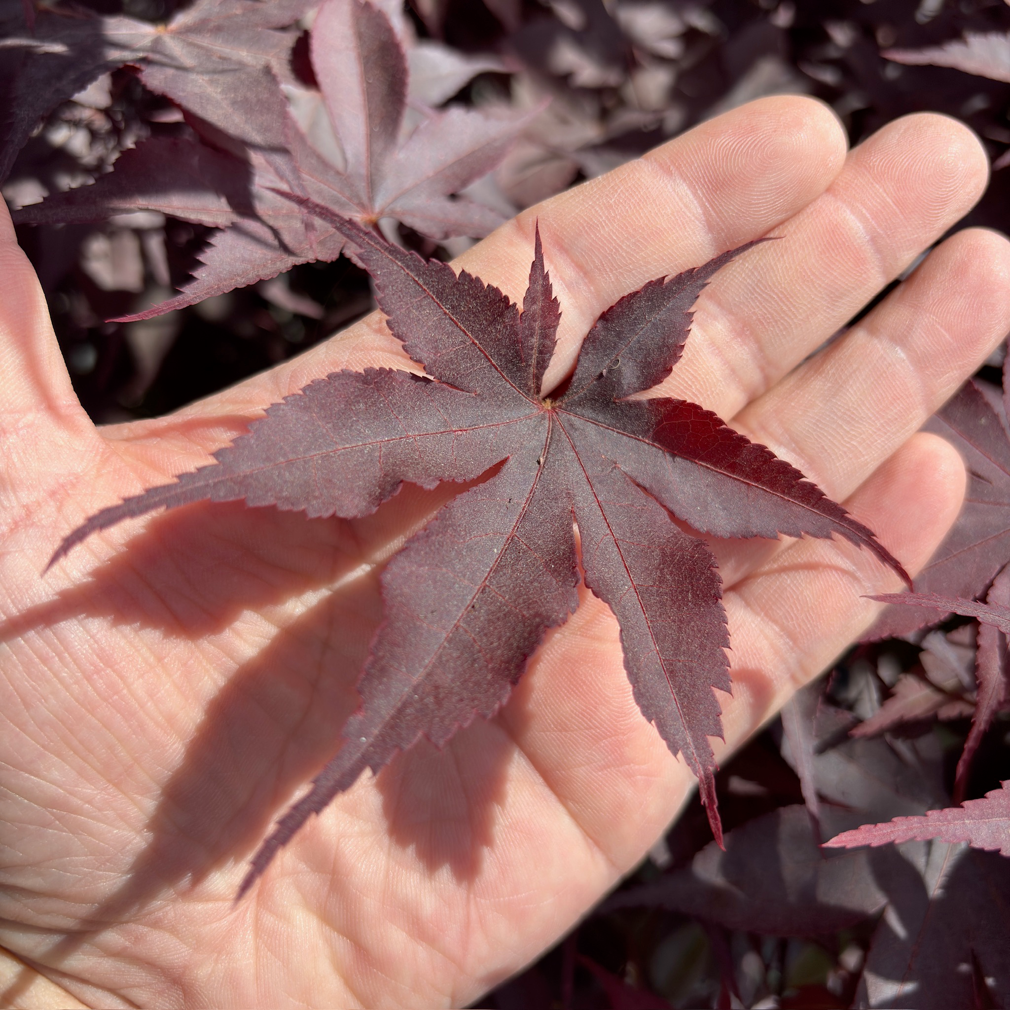 楓葉 赤善日本枫｜叶色稳定的庭院观赏红枫– Victory Nursery