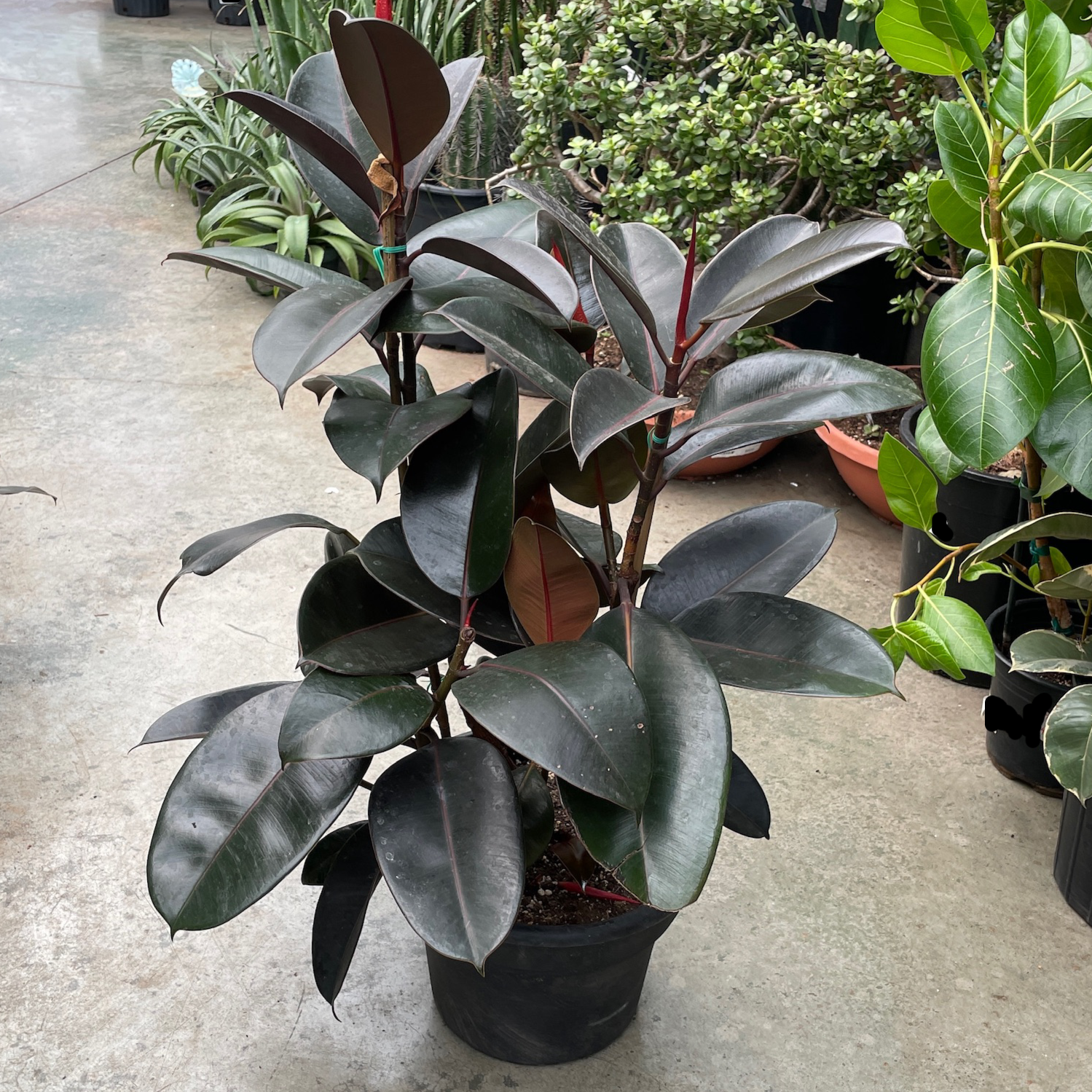 rubber tree 中文 黑金刚橡皮树 | 黑绿叶片红色叶脉 | 耐阴稳重室内大型绿植
