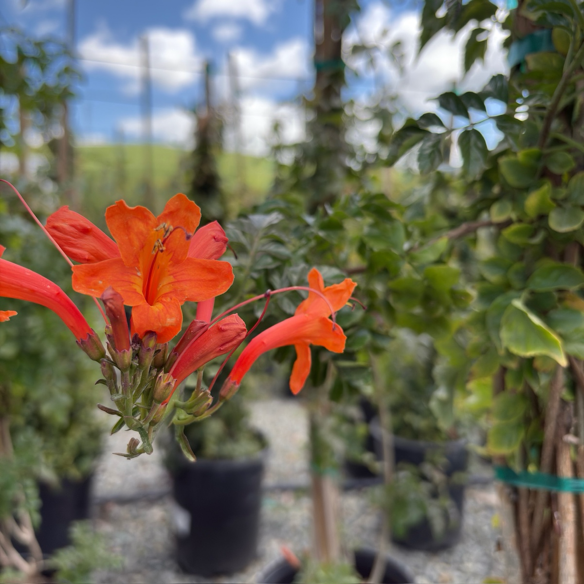 硬骨凌霄| 秋冬春持续盛开| 炽热橙红花&吸引蜂鸟| 可藤可灌的耐旱多面手– Victory Nursery