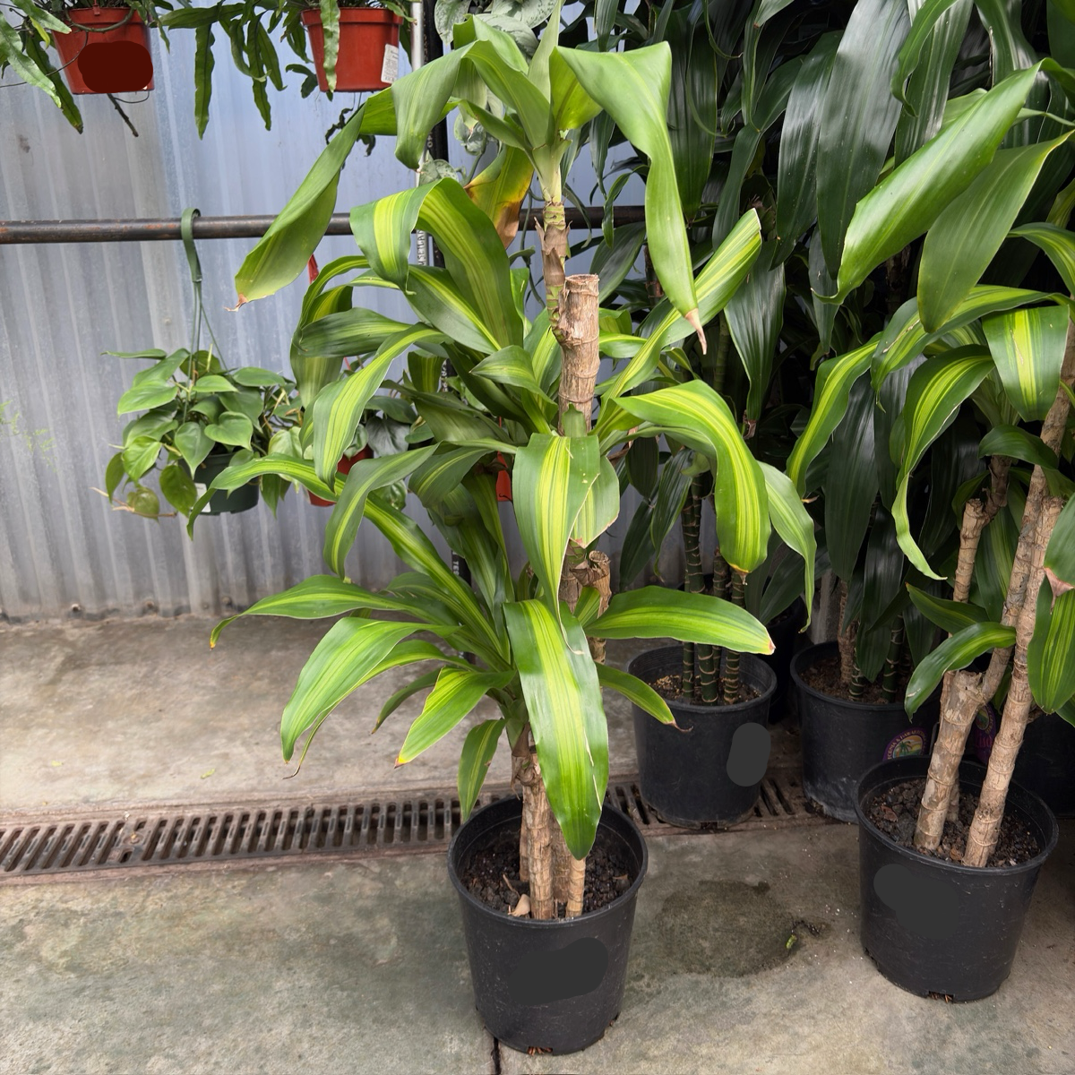 dracaena fragrans 中文 巴西木 | 金心宽叶寓意好运 | 耐阴易养室内经典