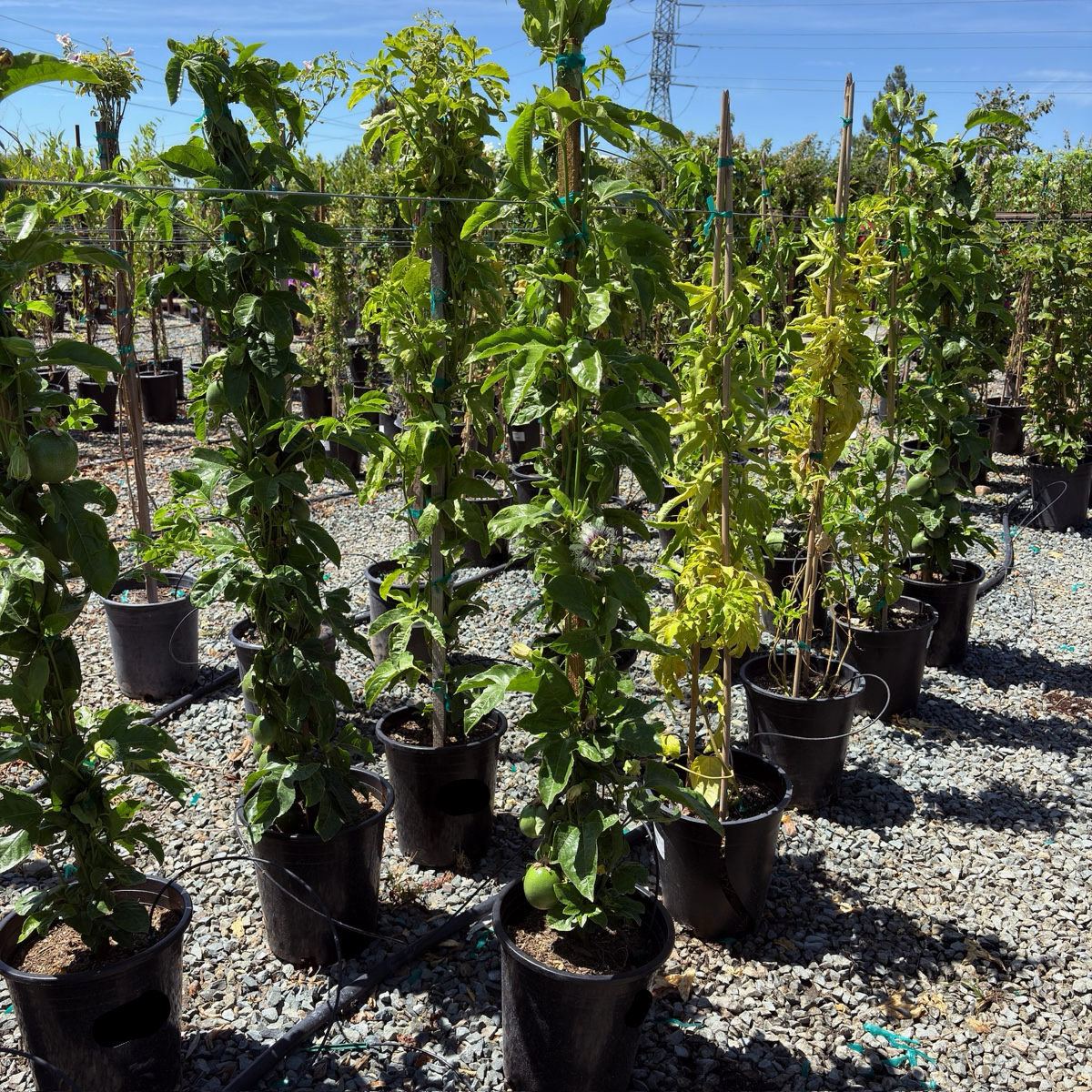 紫色百香果｜果香浓郁｜果汁丰富｜庭院棚架攀爬优选– Victory Nursery