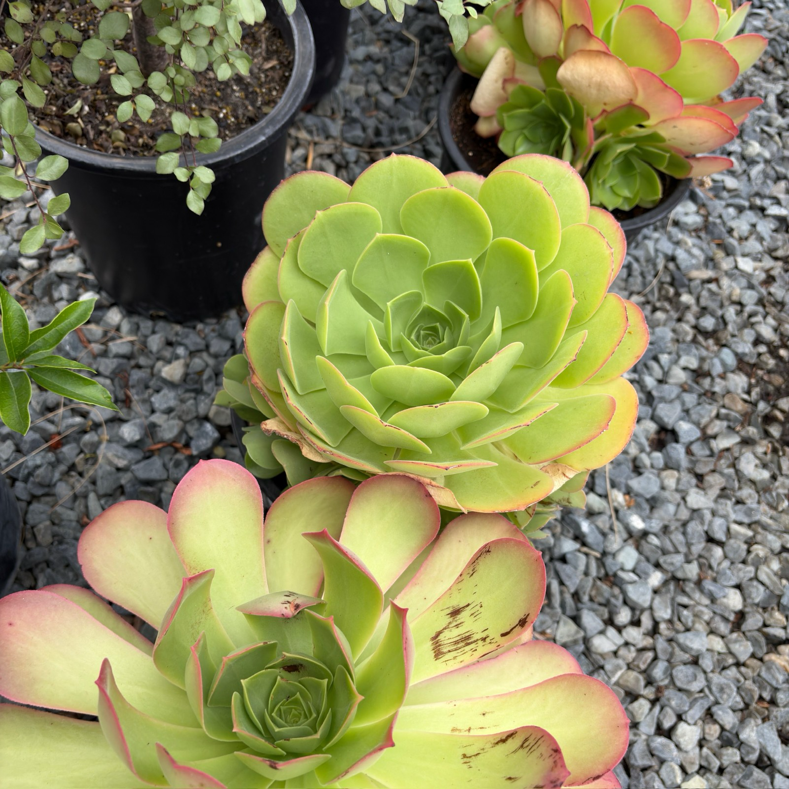 香炉盘| 巨型绒感绿莲座多肉| 耐半阴喜凉爽湿润| 荫蔽庭院焦点植物