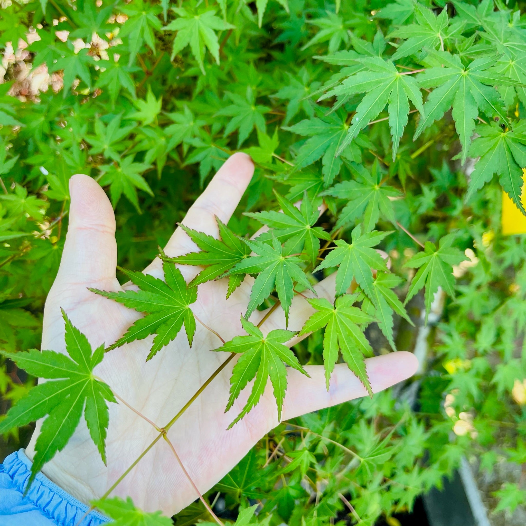 日本枫-绿枫｜叶色清雅的庭院观赏枫树– Victory Nursery