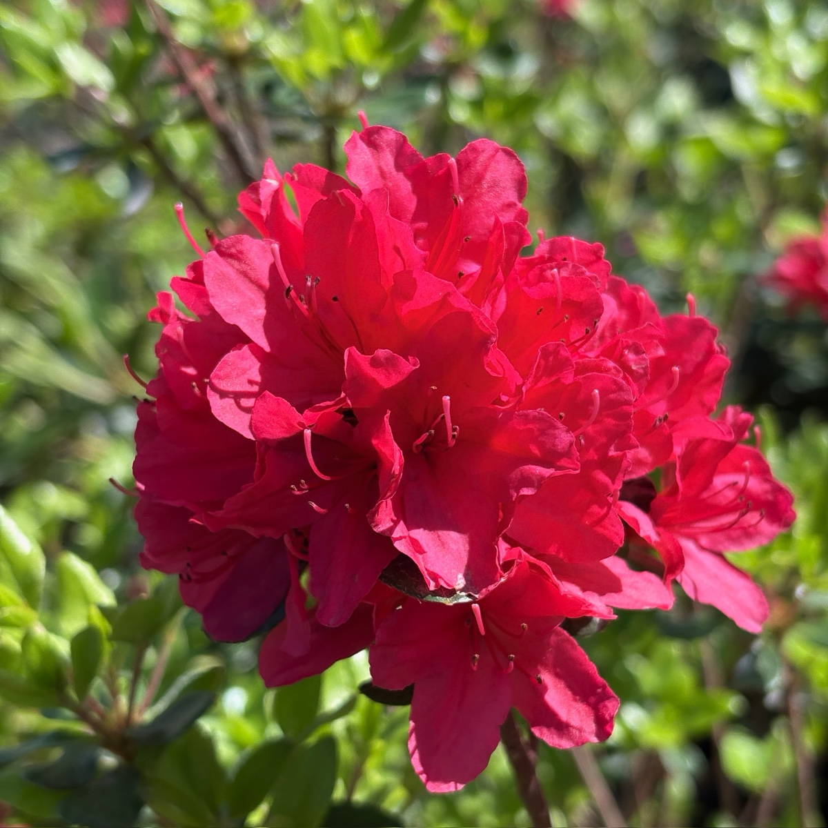 日野深红杜鹃花| 早春洋红色密集花海| 低矮紧凑经典品种| 喜半阴酸性土
