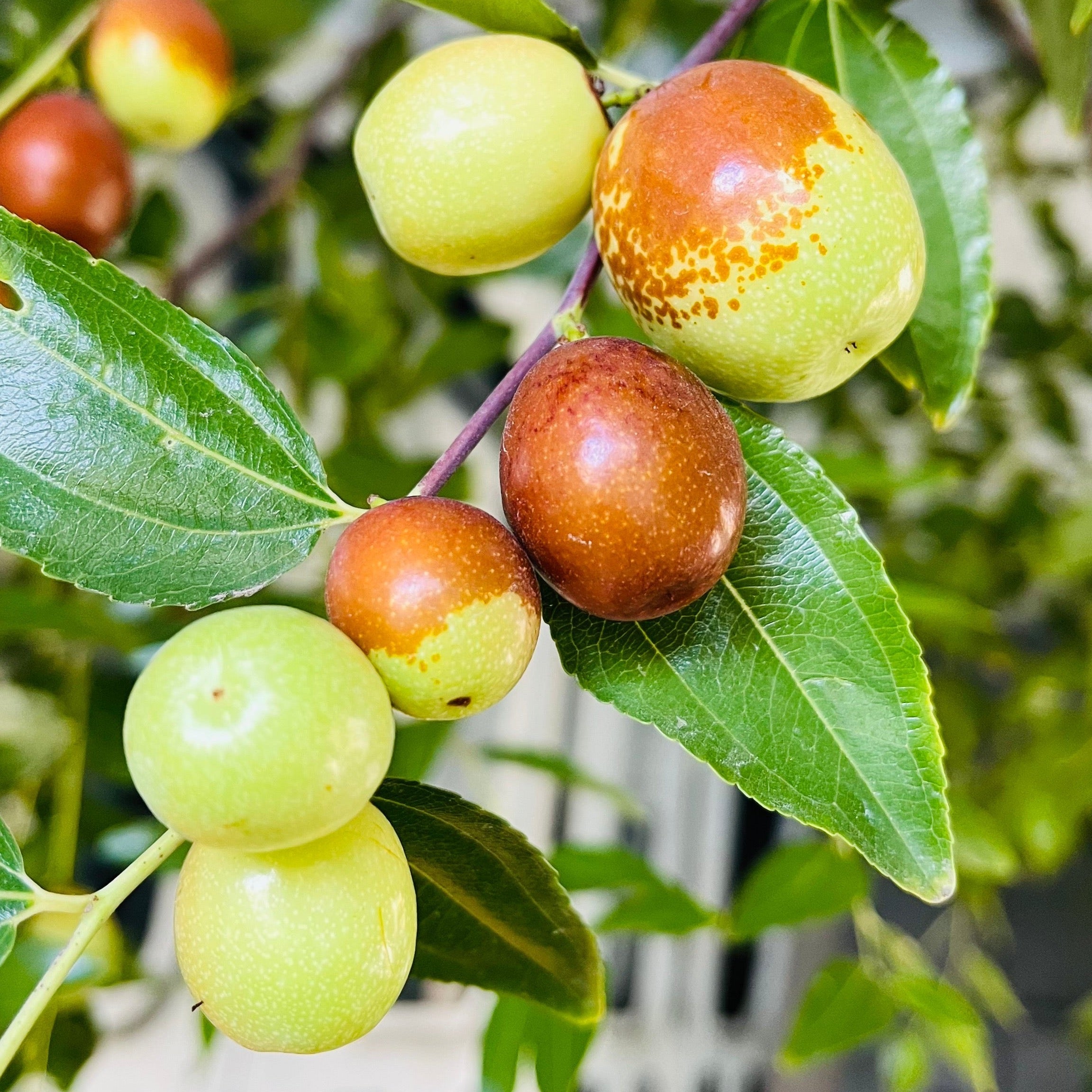 枣枣专拍 甘蔗枣树| 果实脆甜多汁| 低维护高产| 庭院与阳台果树推荐– Victory