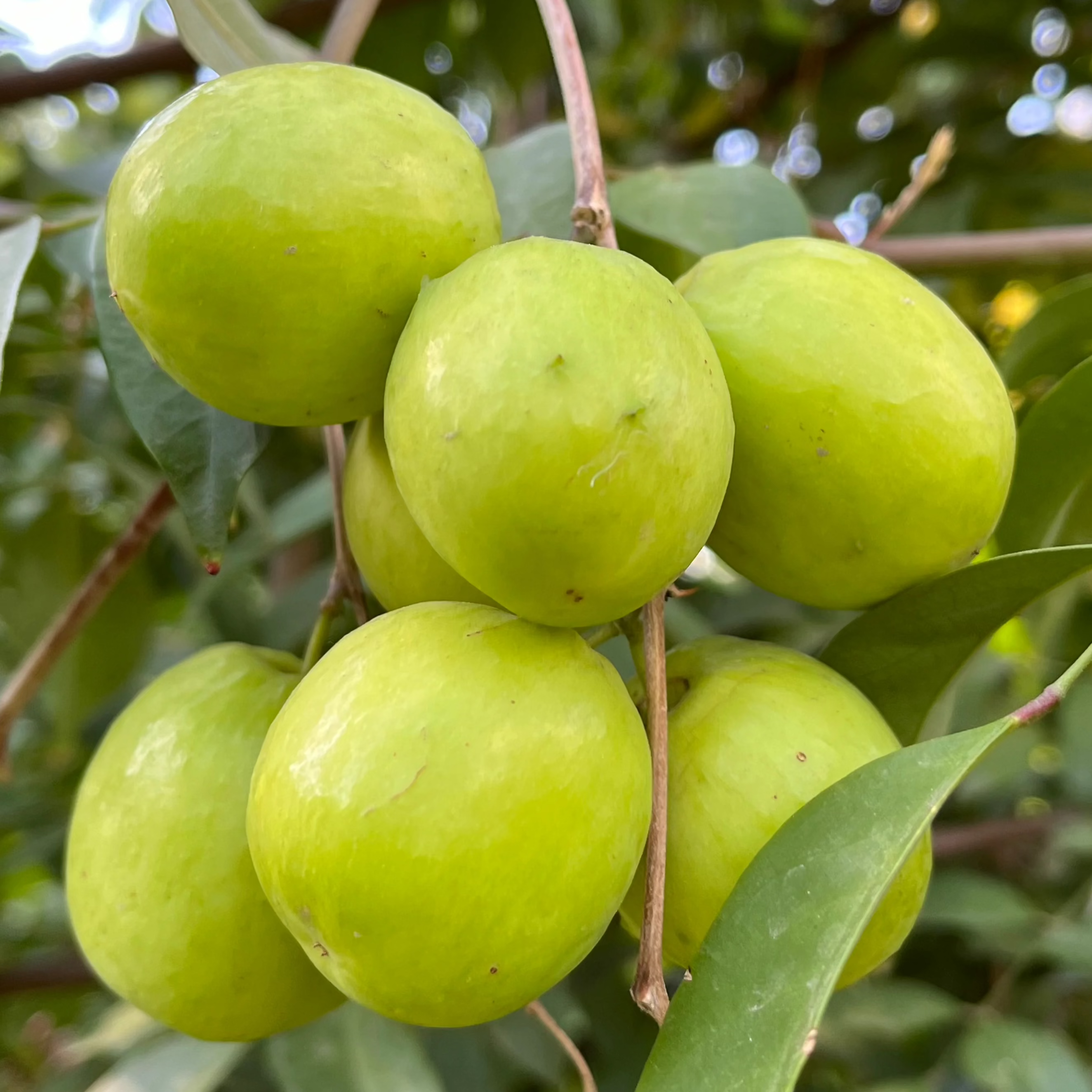 大青枣| 春秋两季果| 苹果梨枣复合味| 湾区温暖微气候热带珍藏