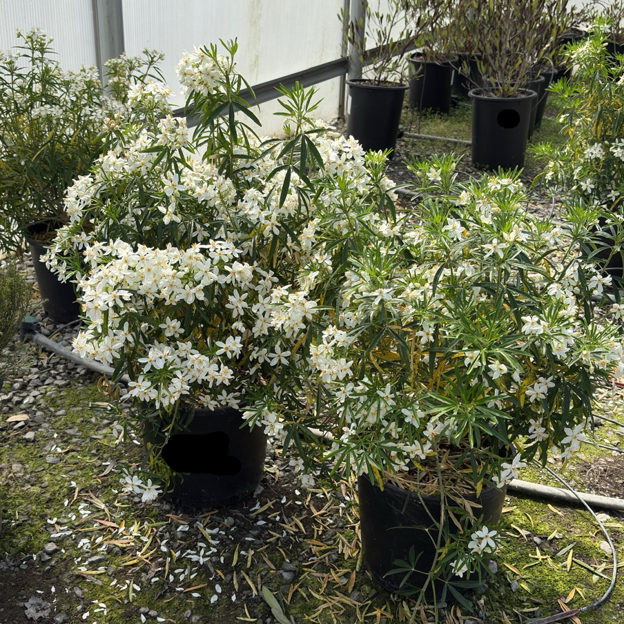 墨西哥橘花| 叶片揉搓有橙香| 春季芳香白花簇| 耐旱抗鹿低维护绿篱