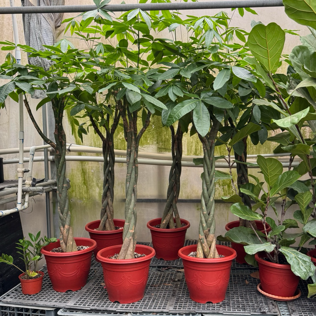 money tree 植物 发财树 | 低维护室内绿植 | 高雅翠绿叶片