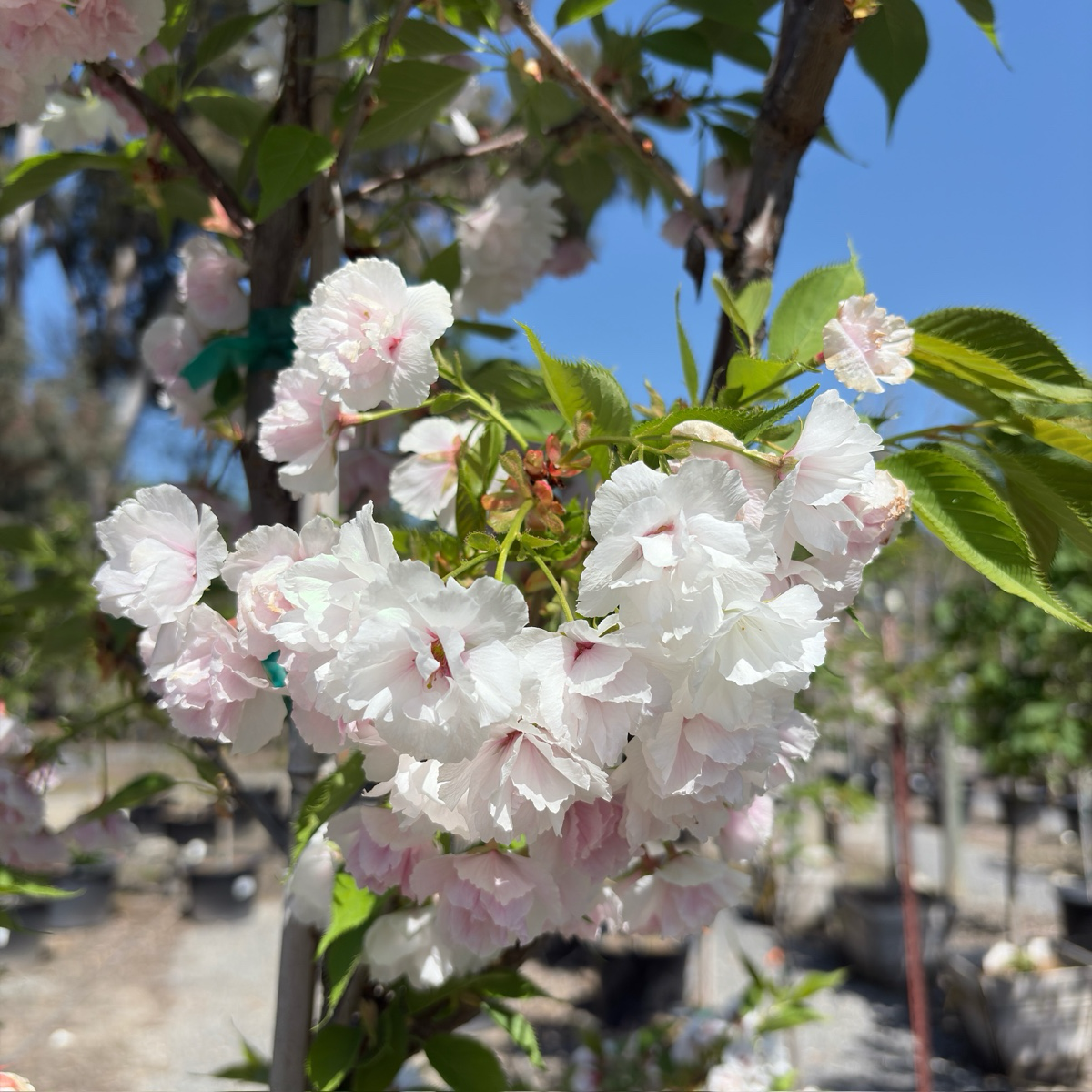 白妙樱花| 纯净重瓣白花如雪| 优雅伞形树冠| 庭院早春清雅主景树