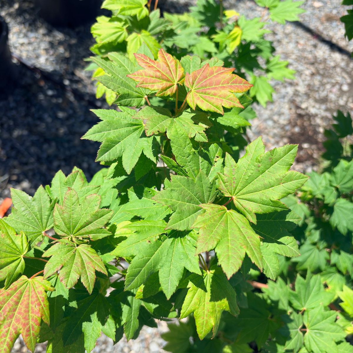 太平洋藤槭｜北美西海岸原生的观赏枫树– Victory Nursery