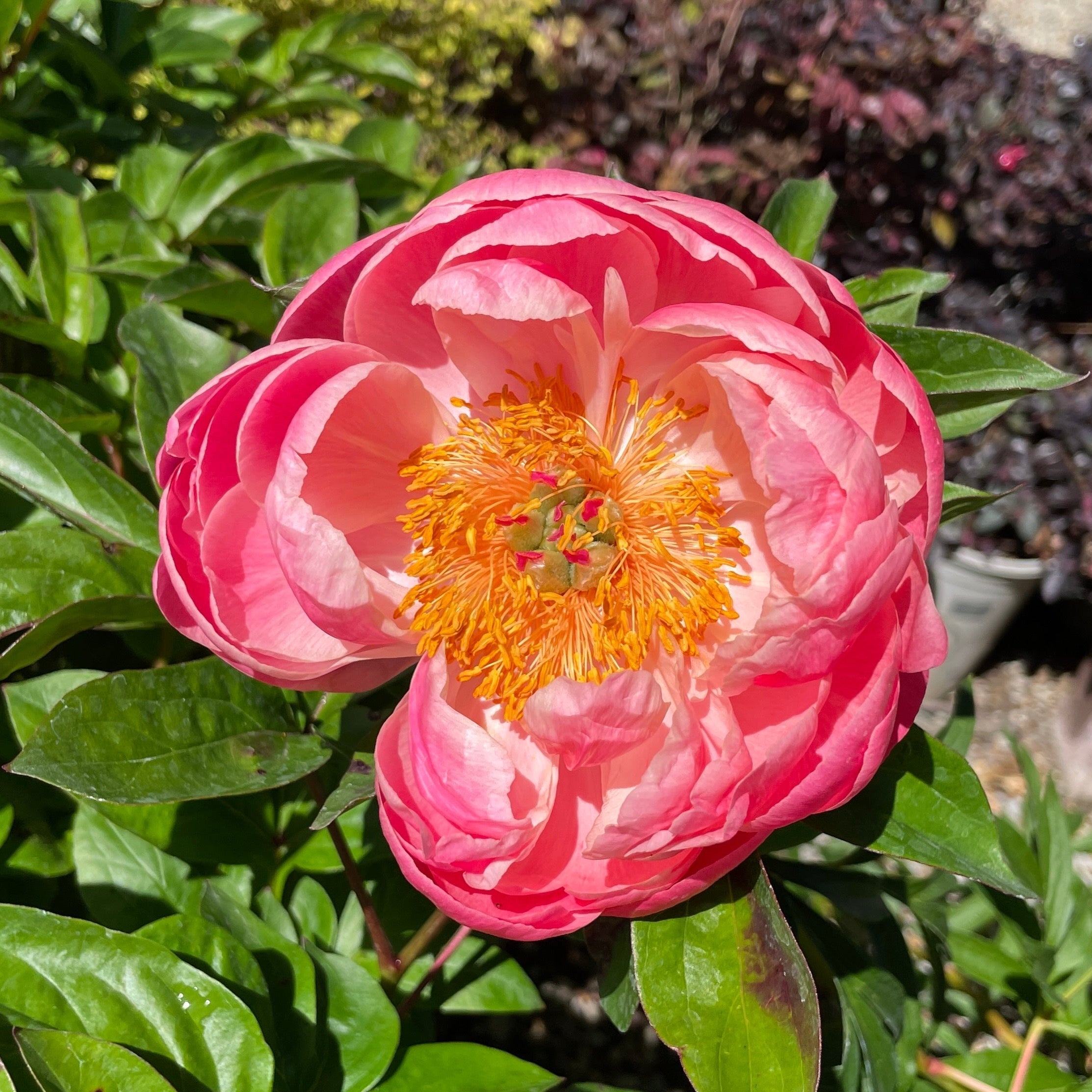 红色莎拉芍药| 深紫红重瓣花| 芳香浓郁| 庭院花境焦点– Victory Nursery