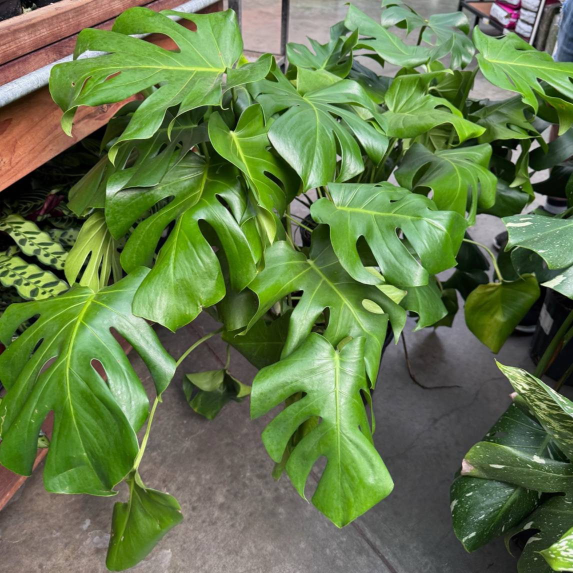 monstera 中文 龟背竹 | 标志性穿孔龟甲状大叶 | 耐阴室内热带大型绿植