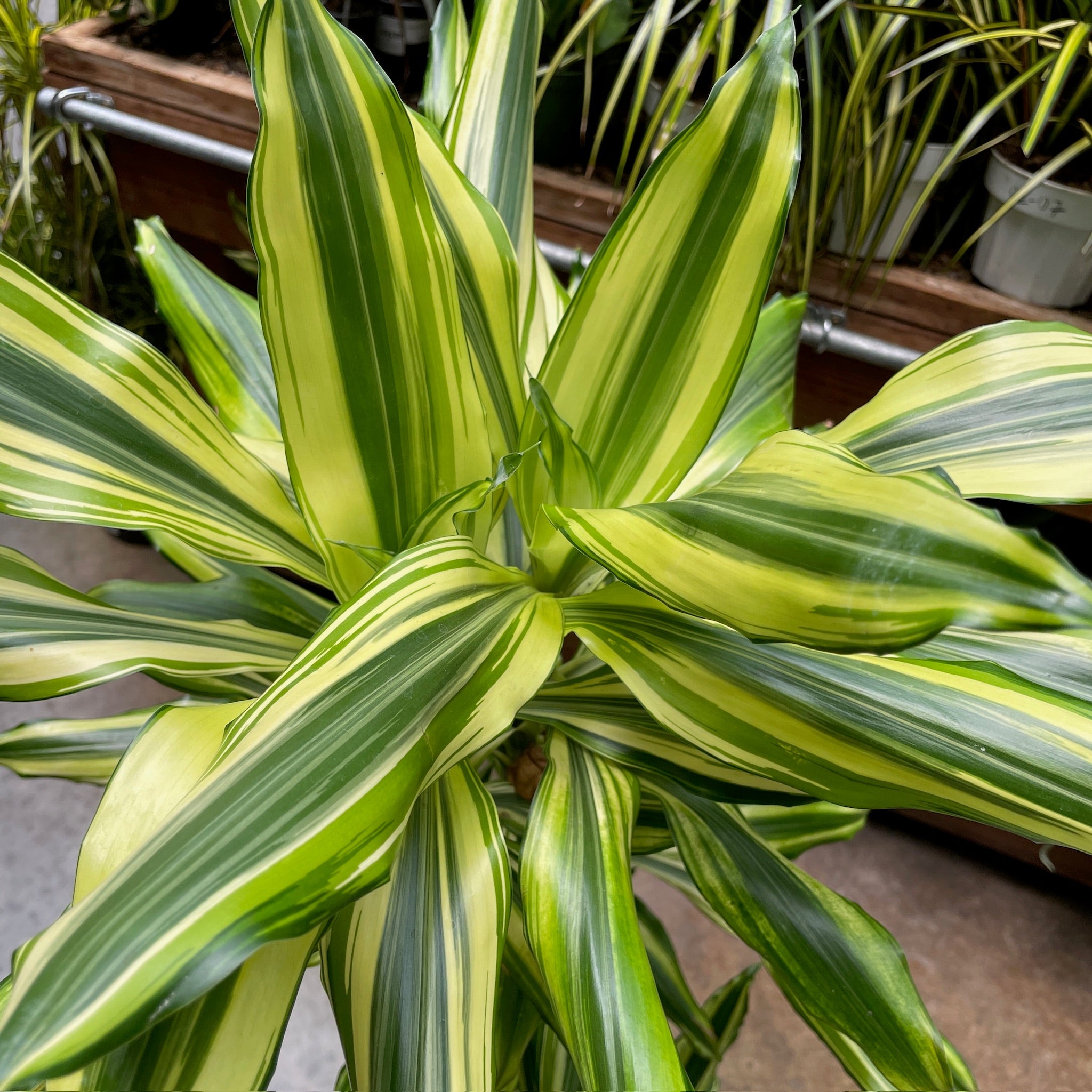 dracaena 中文 花叶龙血树 | 金心宽叶色彩绚烂 | 寓意吉祥厅堂绿植