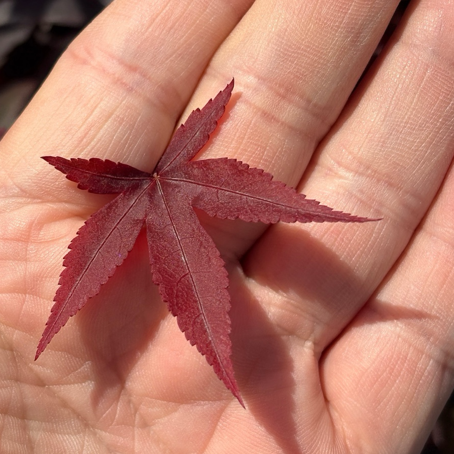 日本枫-冬季之红｜冬枝红色醒目的庭院观赏枫树– Victory Nursery