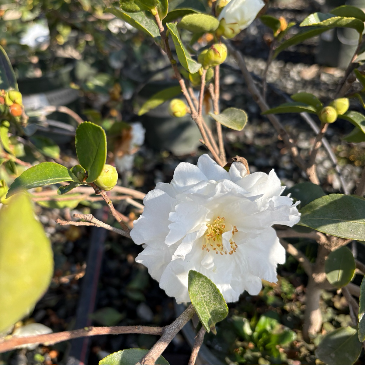 峰之雪茶梅| 斑叶观赏| 四季常绿| 庭院绿篱与盆栽优选– Victory Nursery