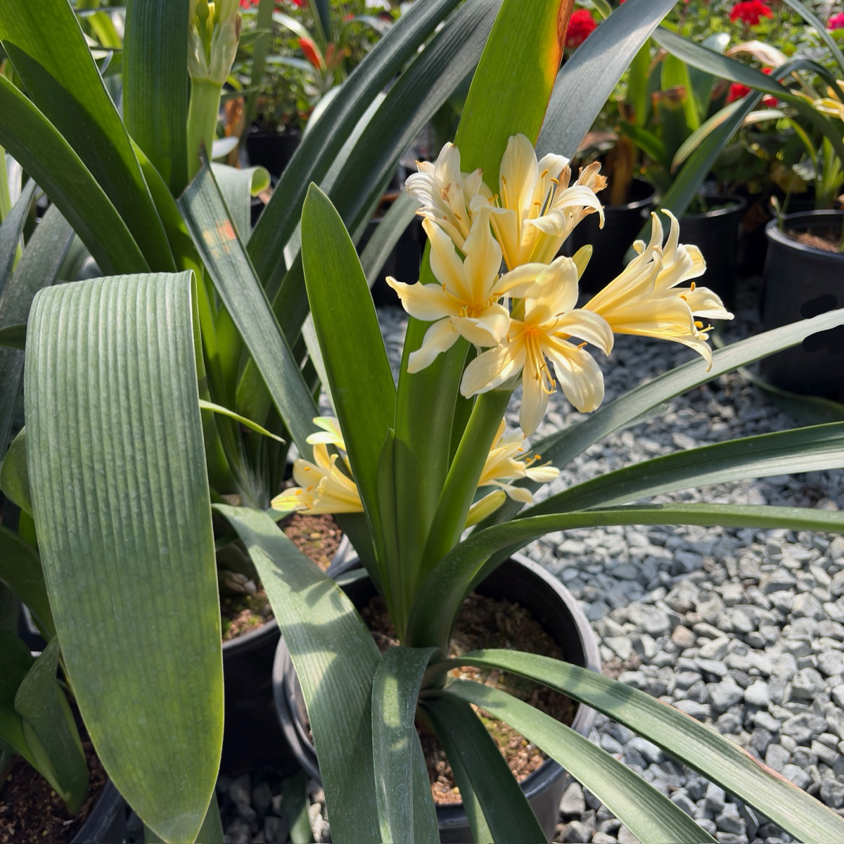 君子兰·比利时黄| 稀有黄花| 叶型挺拔| 高端室内盆栽– Victory Nursery