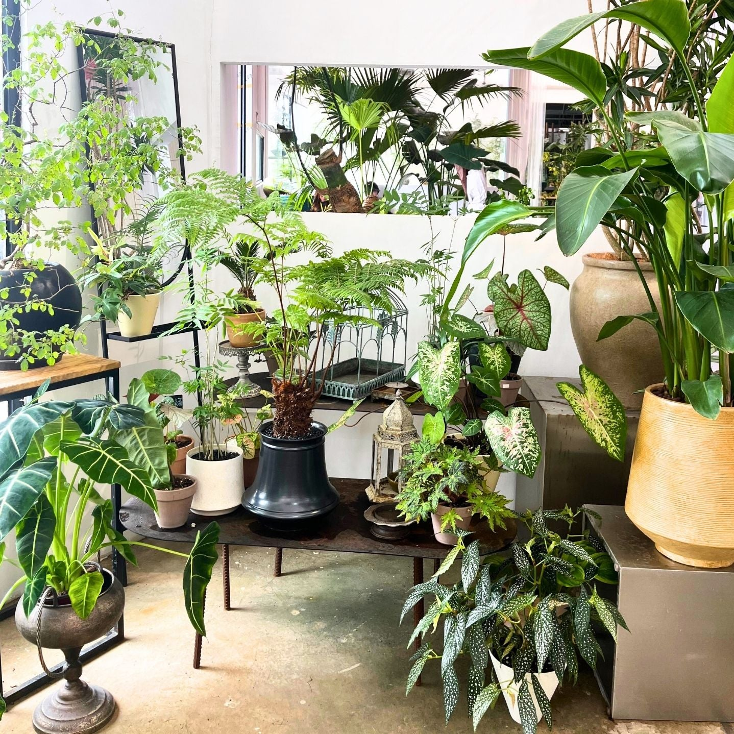 Indoor houseplants collection featuring low-light and easy-care plants for Bay Area homes with local delivery.
