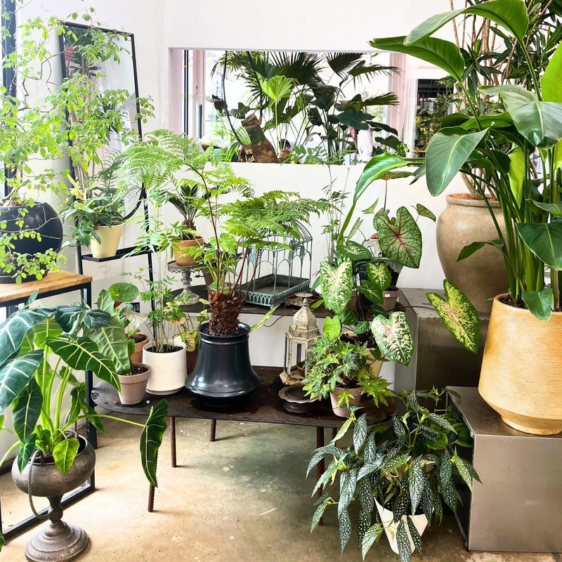 Indoor houseplants collection featuring low-light and easy-care plants for Bay Area homes with local delivery.