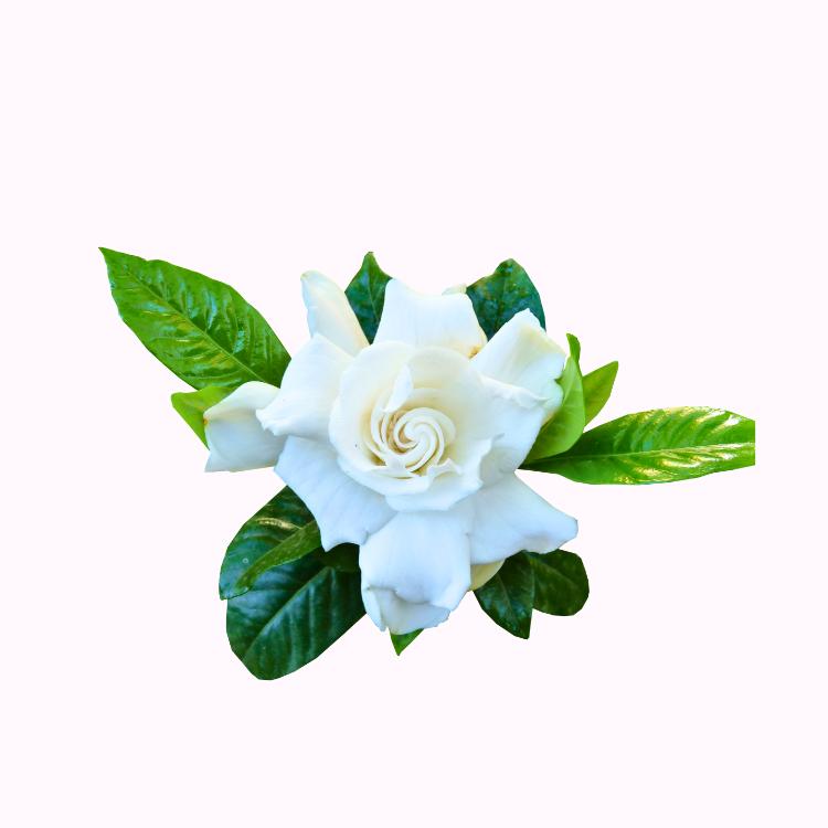 Gardenia shrub with glossy evergreen leaves and white blooms