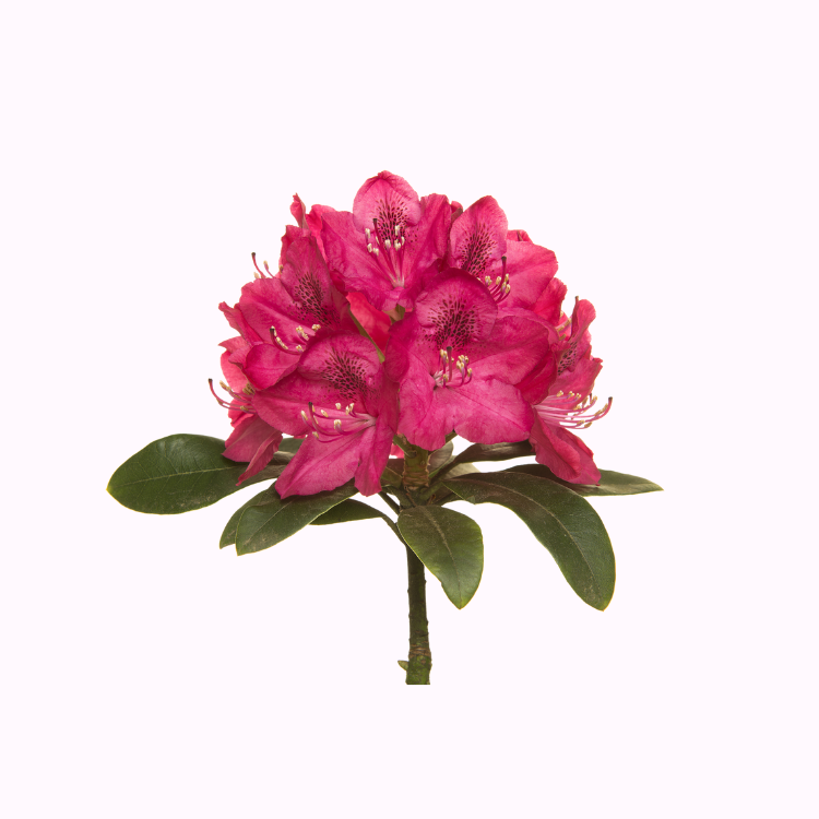 Azalea shrub with bright spring blooms in partial shade