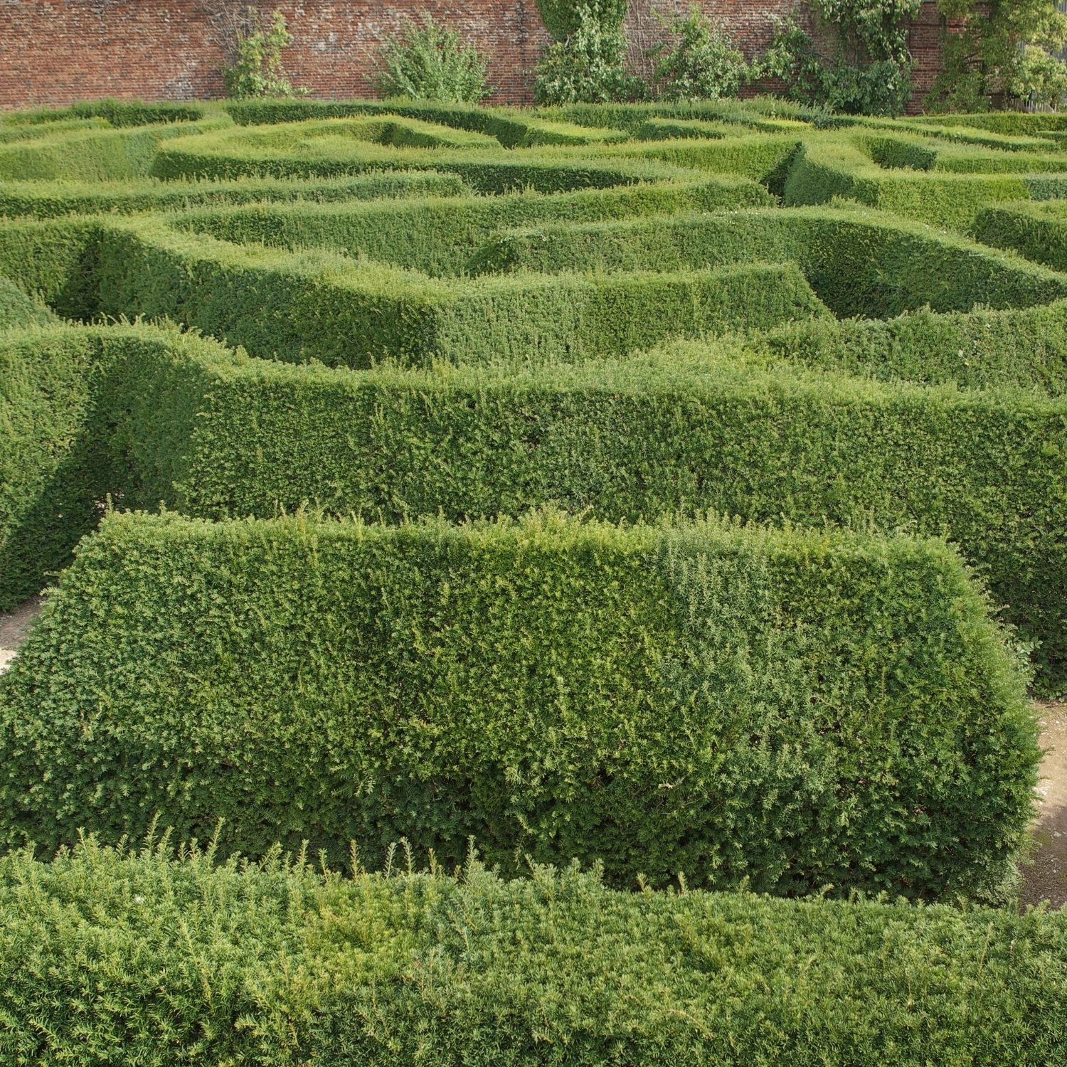 Dense evergreen hedge plants used for privacy screening in a Bay Area garden