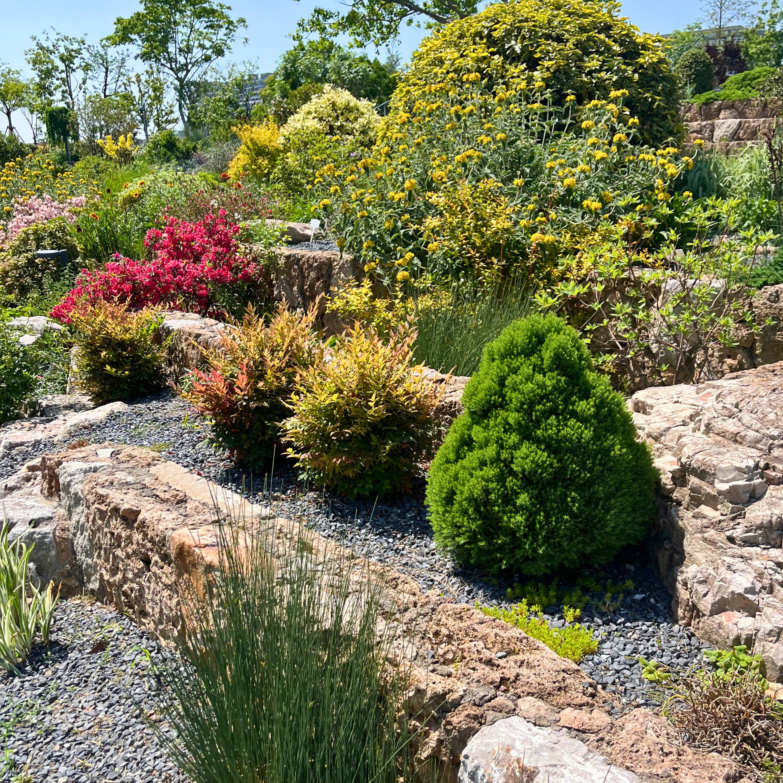 Rock garden planting with gravel mulch, boulders, drought-tolerant succulents, and low perennials in a sunny landscape