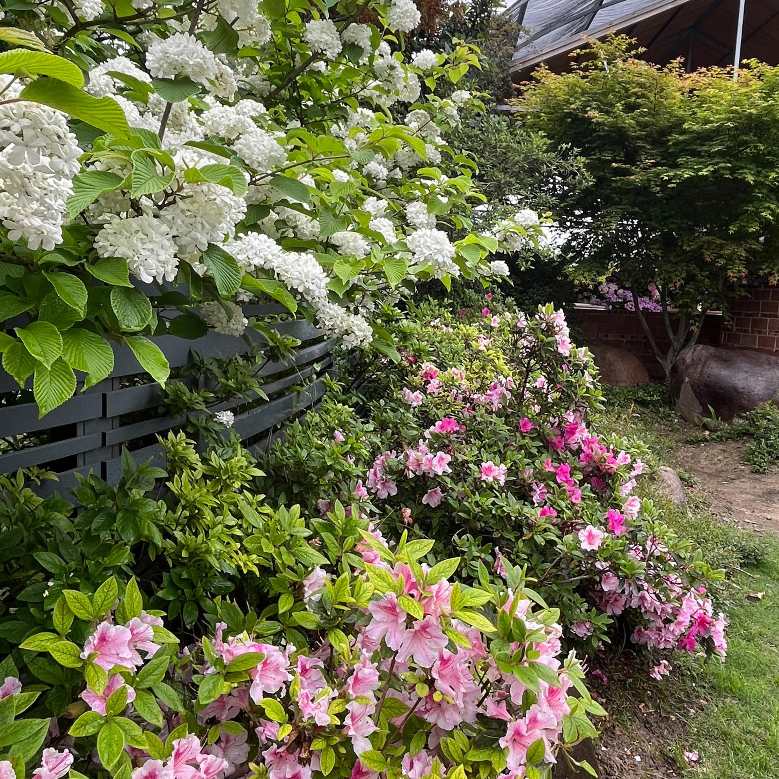 Flowering shrubs are the backbone 
