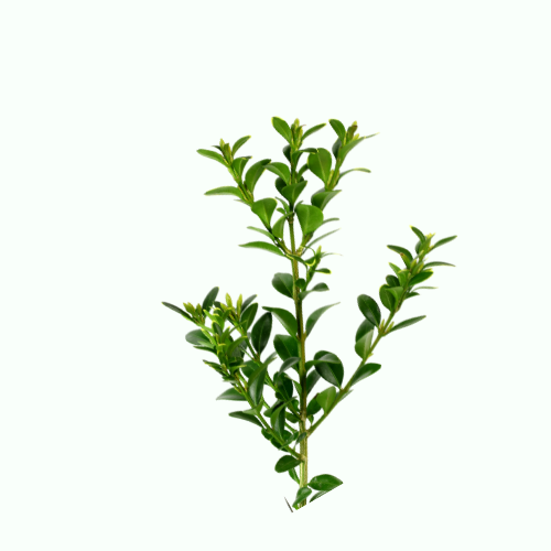 Boxwood hedge along front walkway