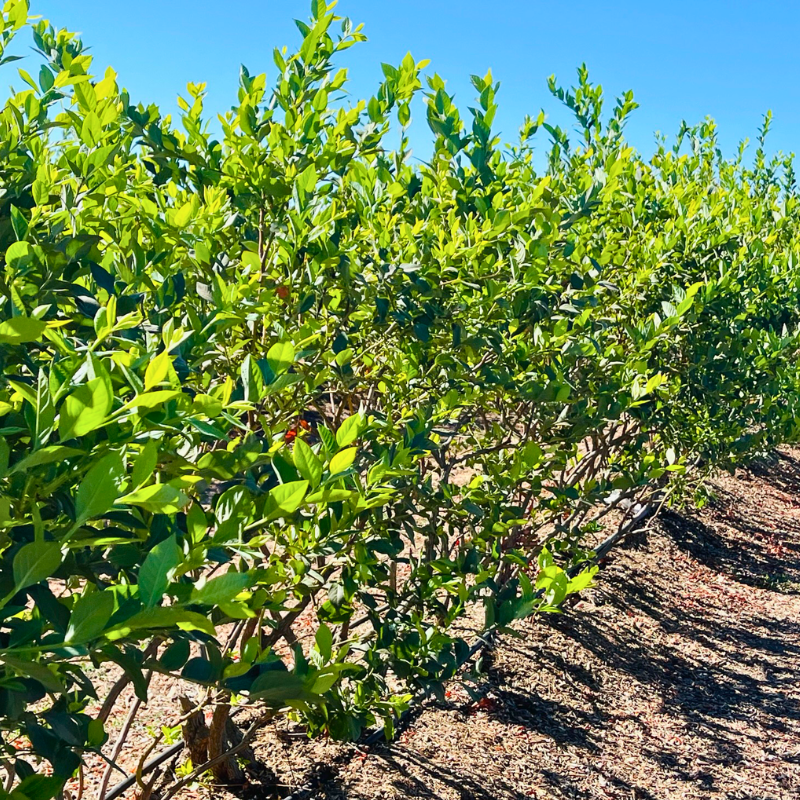 Berries in victory nursery