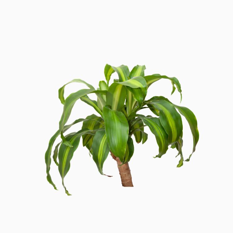 Dracaena
