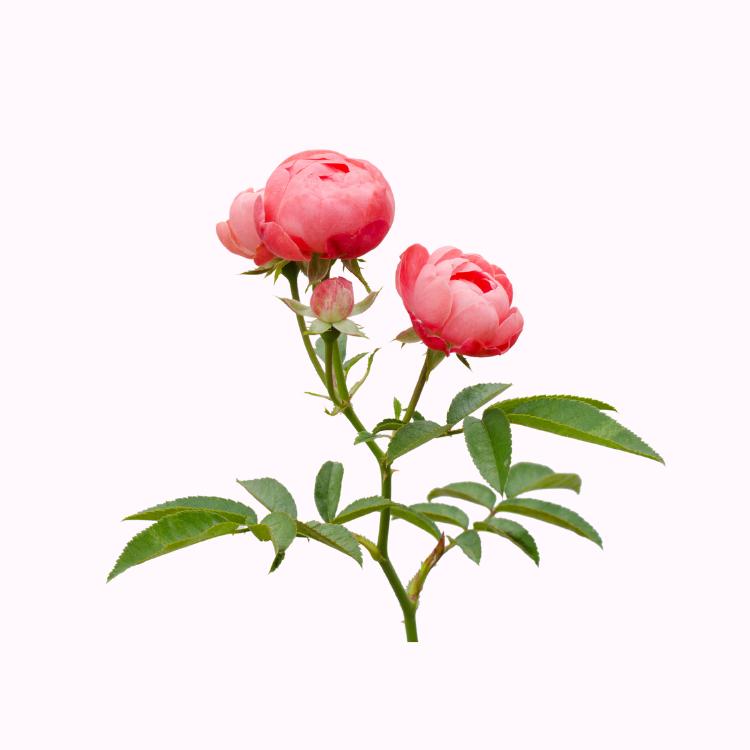 Roses flowering in a Bay Area garden landscape with healthy foliage and vibrant blooms