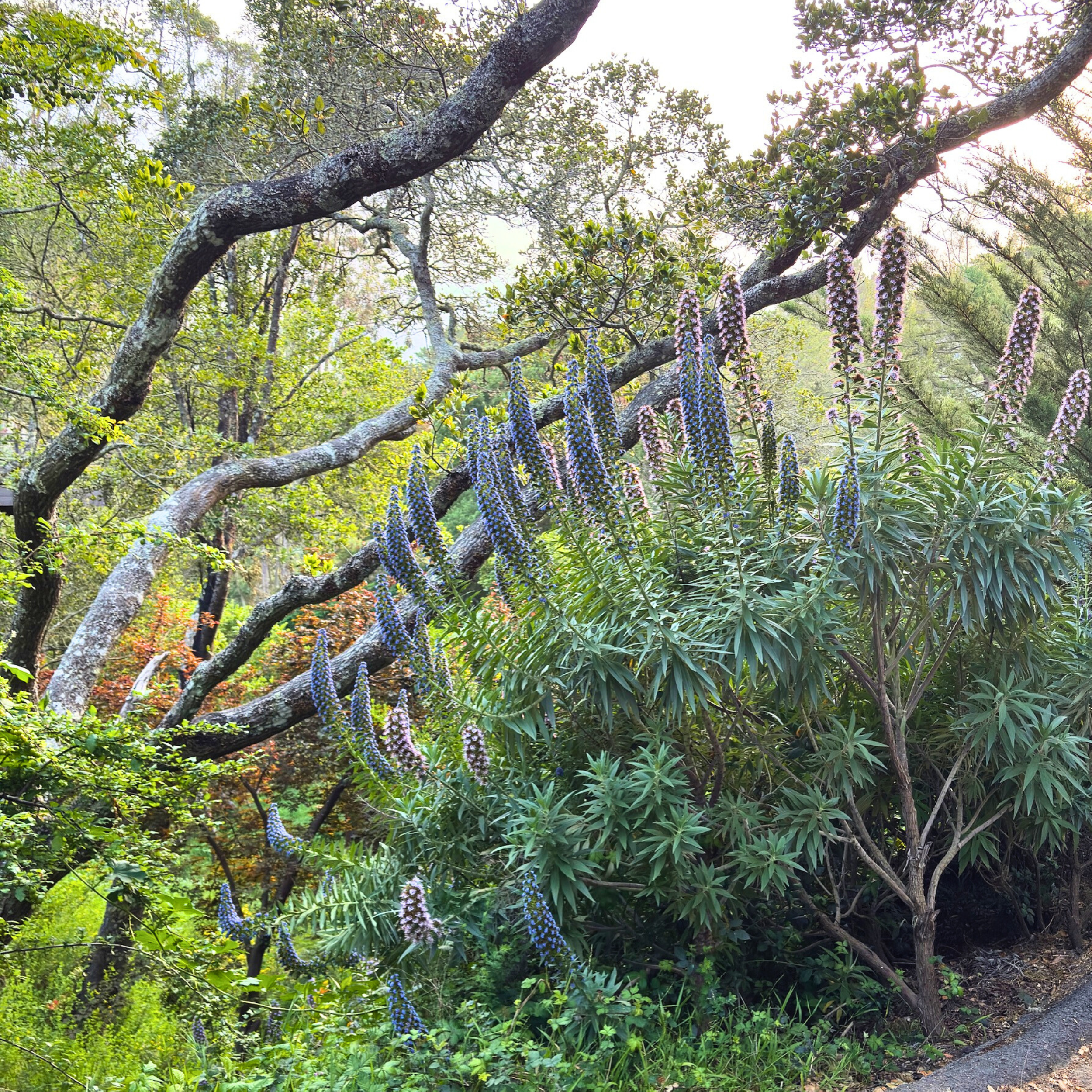 California native plants in a Bay Area garden with drought-tolerant textures and pollinator-friendly blooms