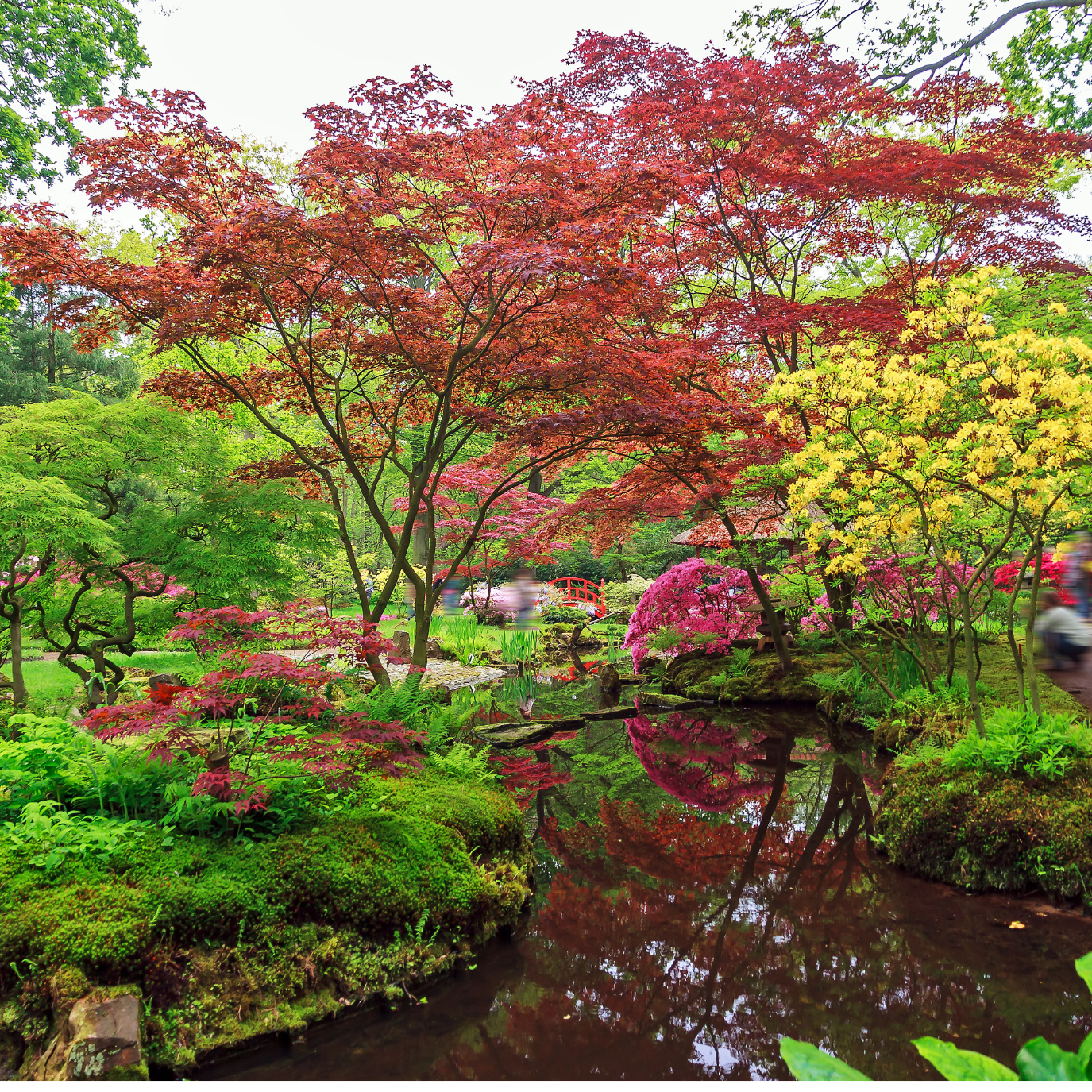 Specimen tree with sculptural branching and mature canopy as a focal point in a Bay Area garden
