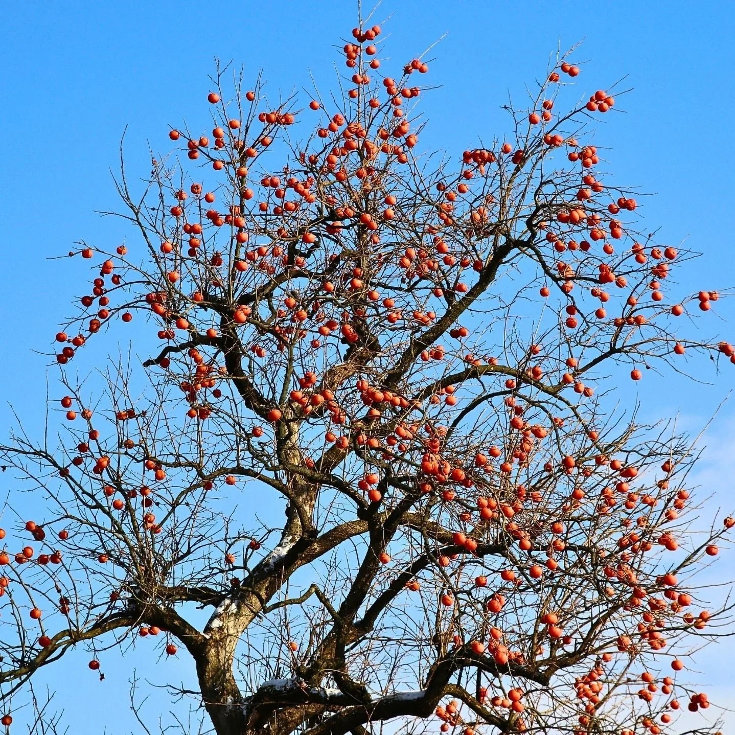 Deciduous fruit trees collection featuring apple, peach, plum and pear trees for Bay Area gardens