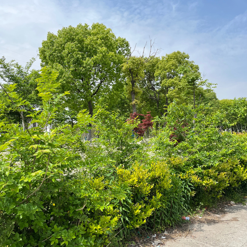 Assorted evergreen and flowering shrubs forming a layered, year-round foundation planting in a Bay Area garden