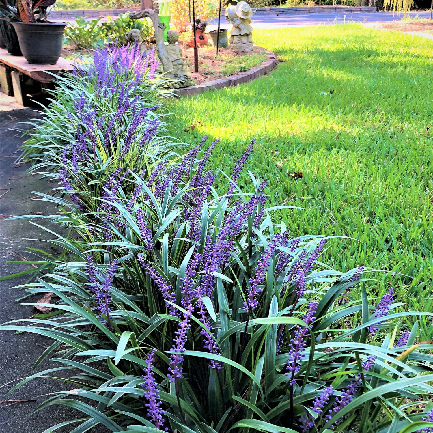 Shade Tolerant Grasses