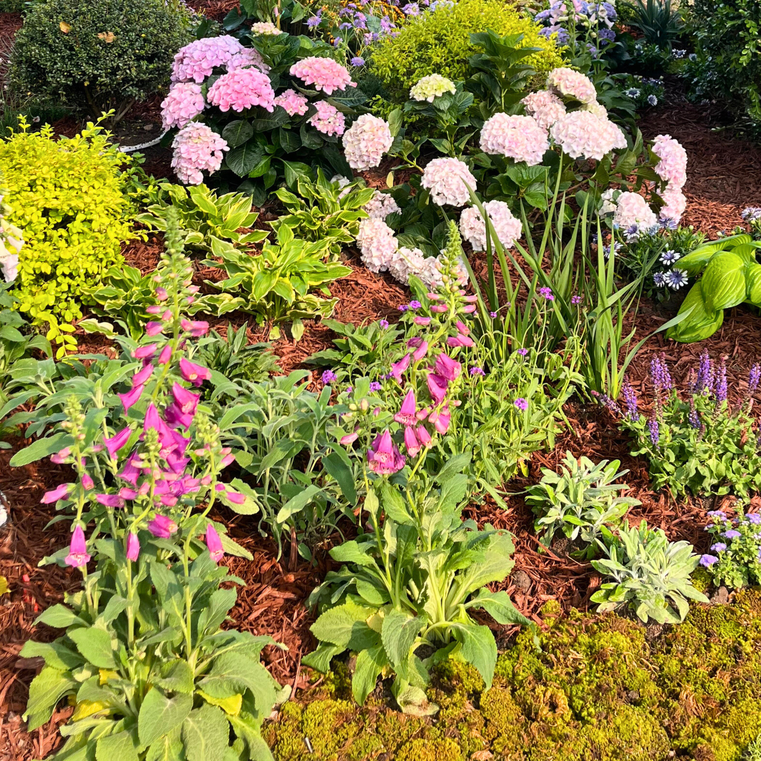 Flowering perennials victory nursery Verbena Venosa Gillies & Hook Flowers