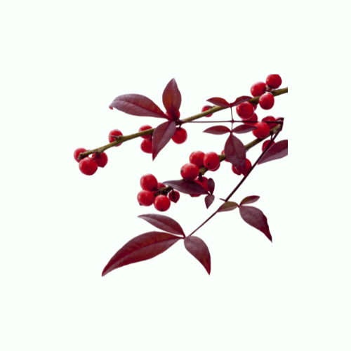 Heavenly Bamboo Shrubs