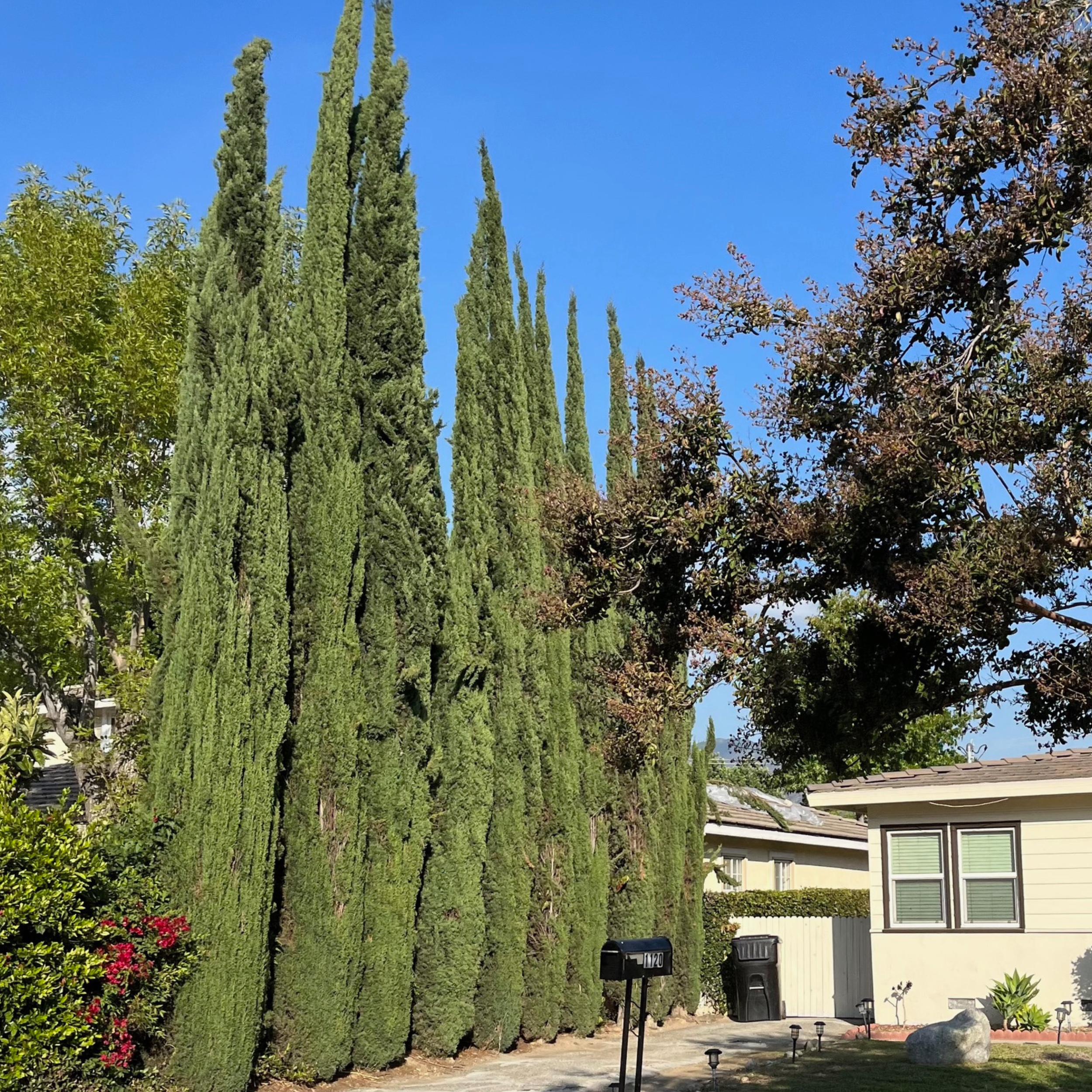 Evergreen conifers and pine trees used for privacy screening and year-round landscape structure in a Bay Area garden
