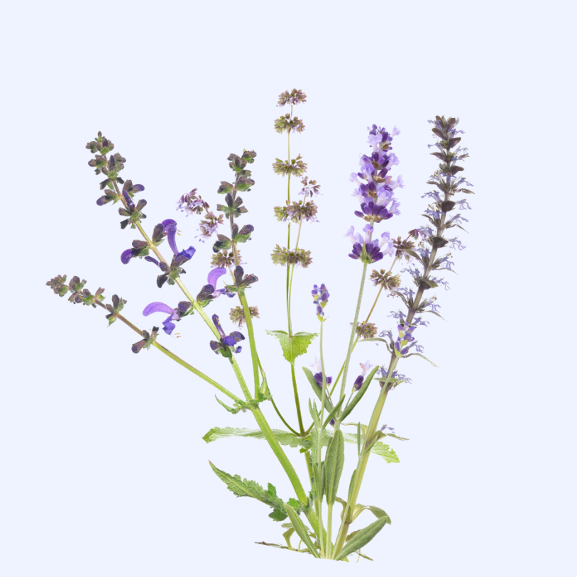 Culinary sage leaves close up