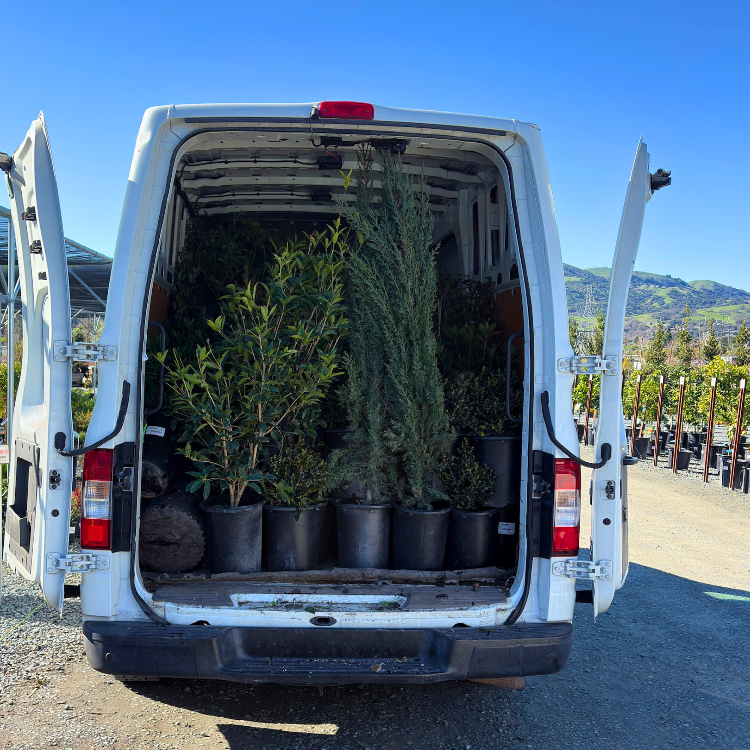 Recently sold plants and trees—popular picks that sold out quickly at Victory Nursery in the San Francisco Bay Area.