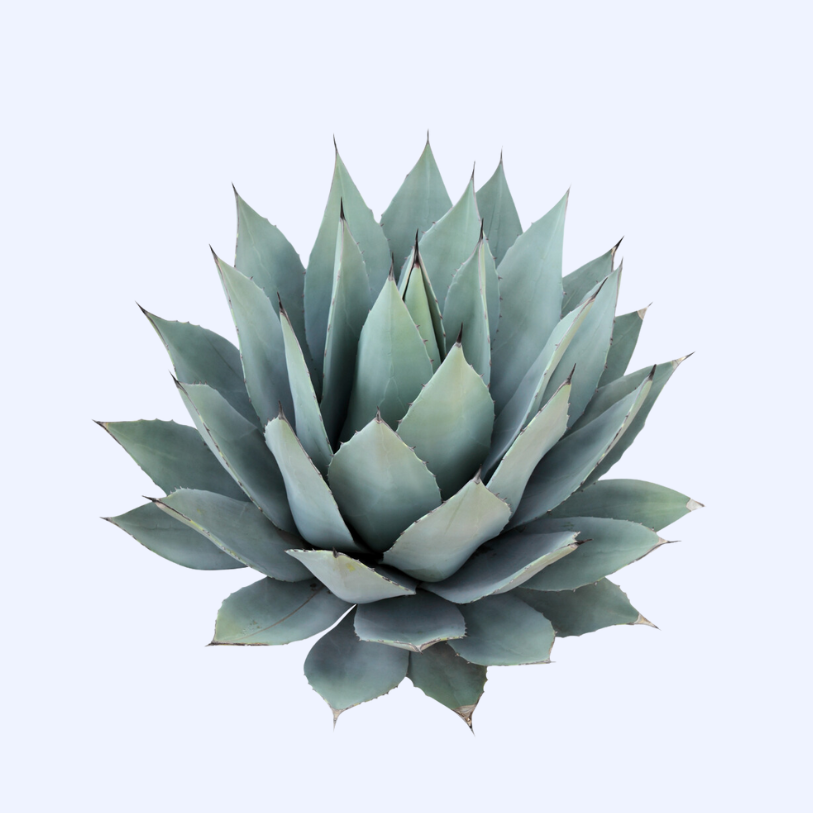 Agave
