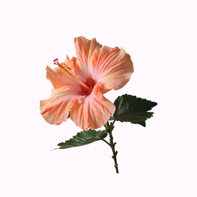 Hibiscus plant with large colorful blooms