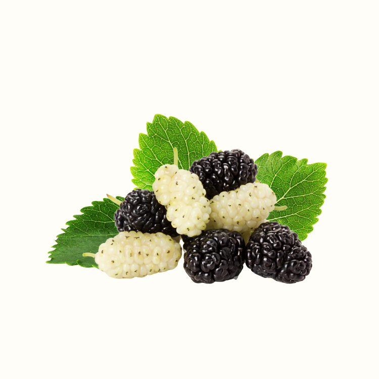 Mulberry tree with ripe dark fruit